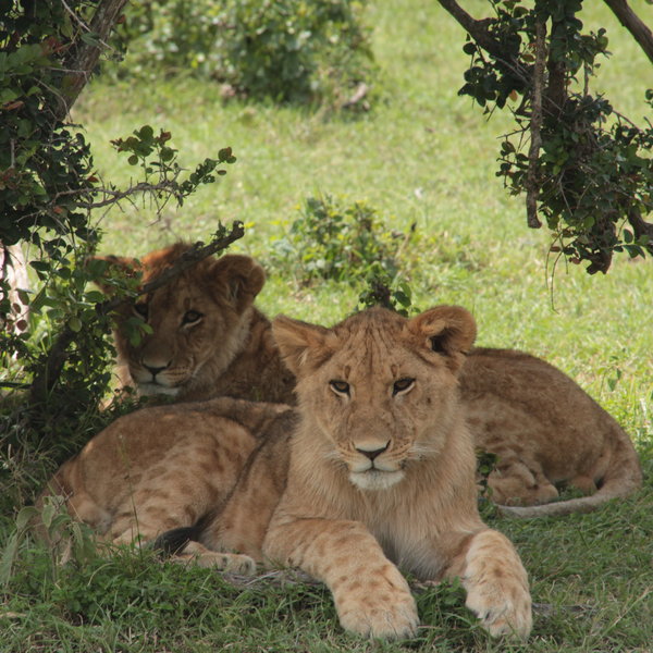 Lions