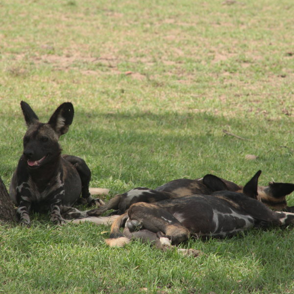 Wild Dogs