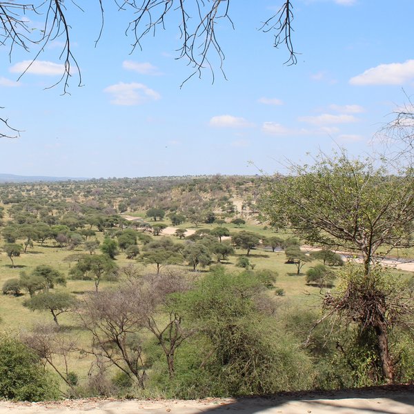 Tarangire Safari Lodge