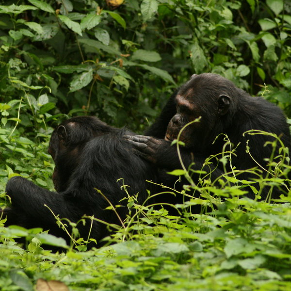 Gishwati NP, to the west of Rwanda, has a smaller population of habituated chimpanzees.