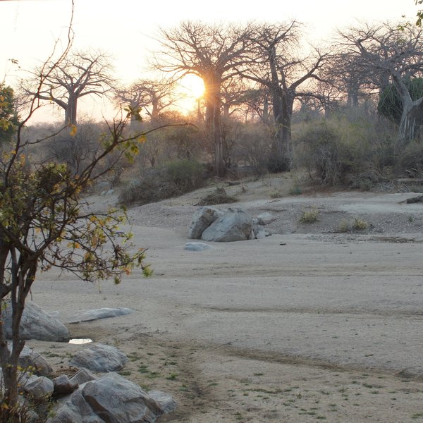 Mwagusi Safari Camp