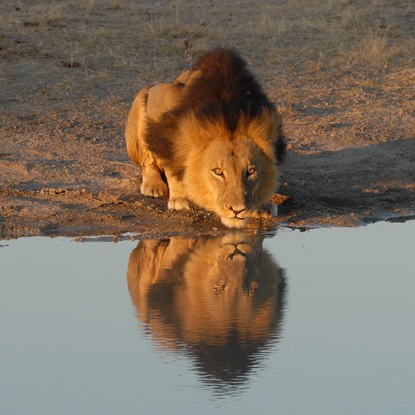 Camp Hwange