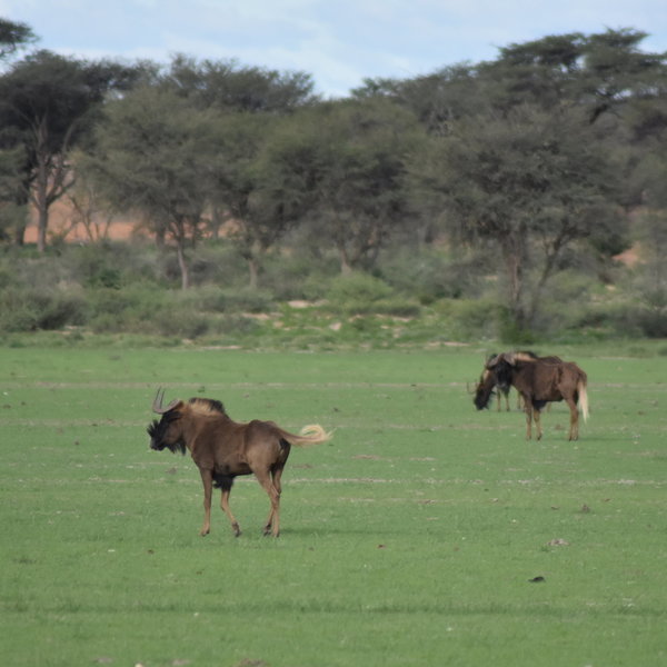 Otjimbondona Kalahari