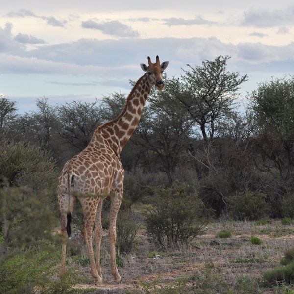 Otjimbondona Kalahari