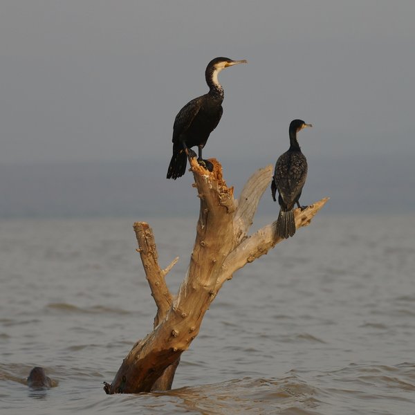 Island Camp Baringo