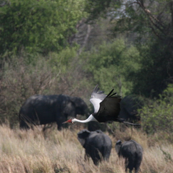 The birding is very good here, with the critically endangered wattled cranes...