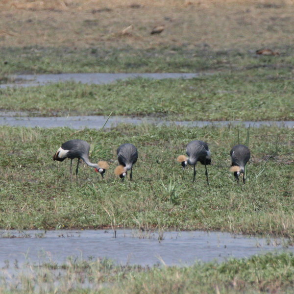 ...as well as crowned cranes...