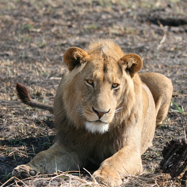 ...and plenty of bigger mammals too!