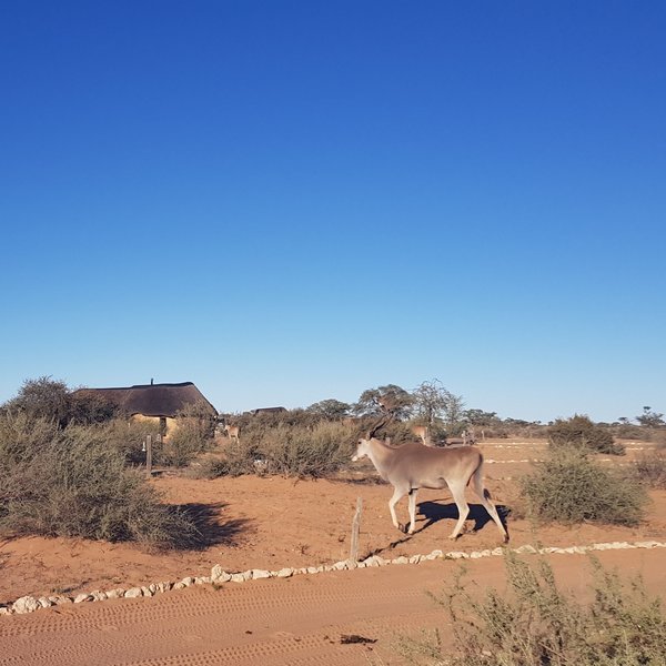 Kalahari Red Dunes Lodge