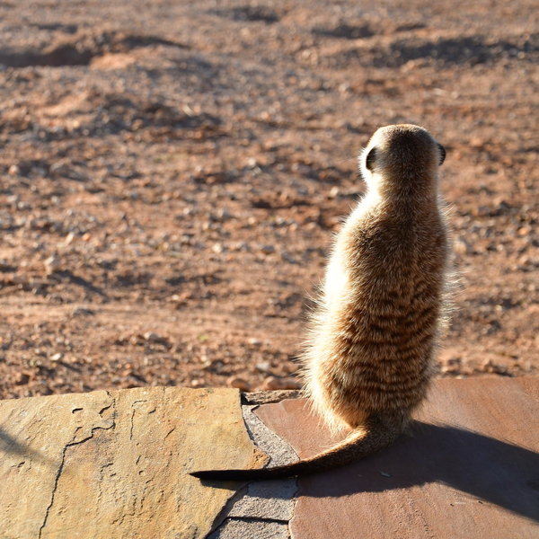 Kalahari Red Dunes Lodge