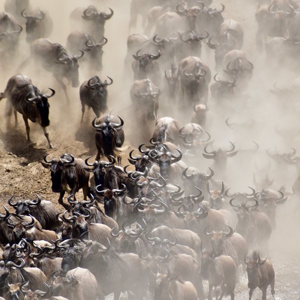 Lamai Serengeti