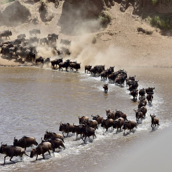 Lamai Serengeti