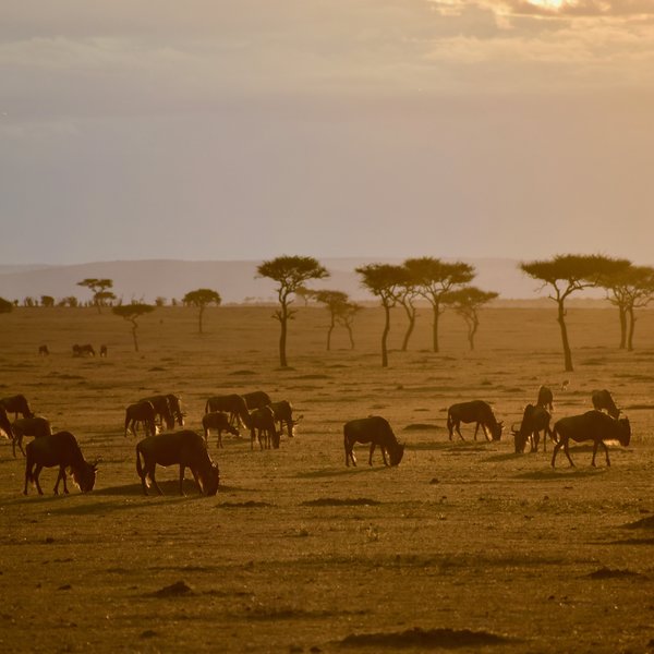 Alex Walker's Serian Serengeti