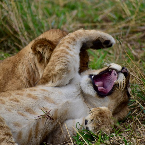 Alex Walker's Serian Serengeti