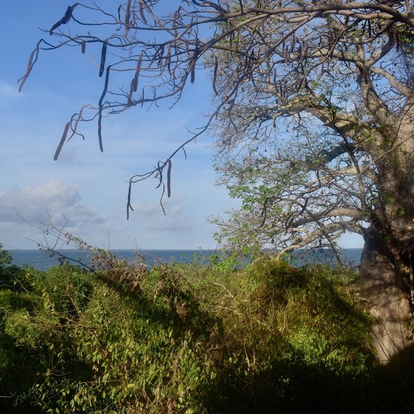 Chole Mjini Lodge