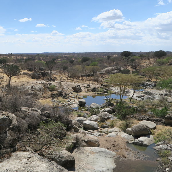 Mwiba Lodge