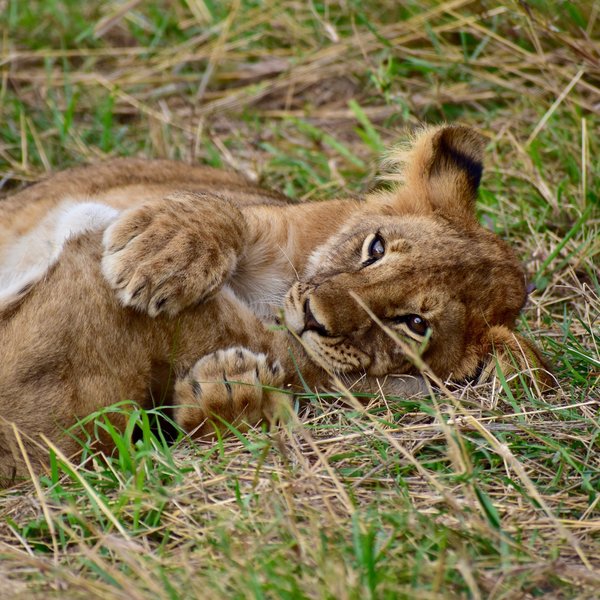 Mara Mara