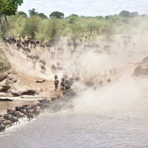 Mara Mara