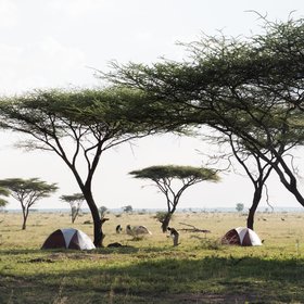 A stay at Serengeti Walking Camp...