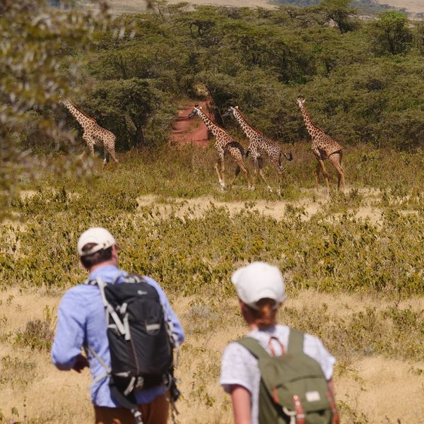 ... and experience the Serengeti in a whole new way ...