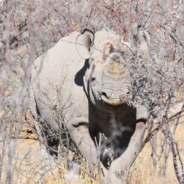 ...the reserves wildlife...