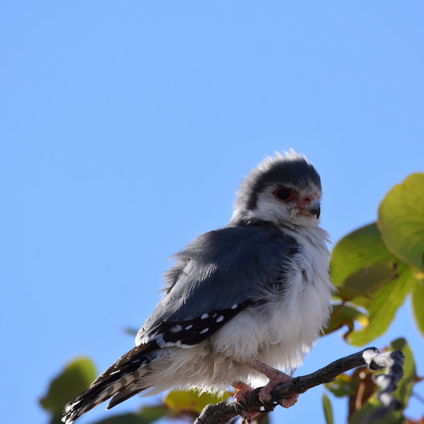 ...and birdlife.