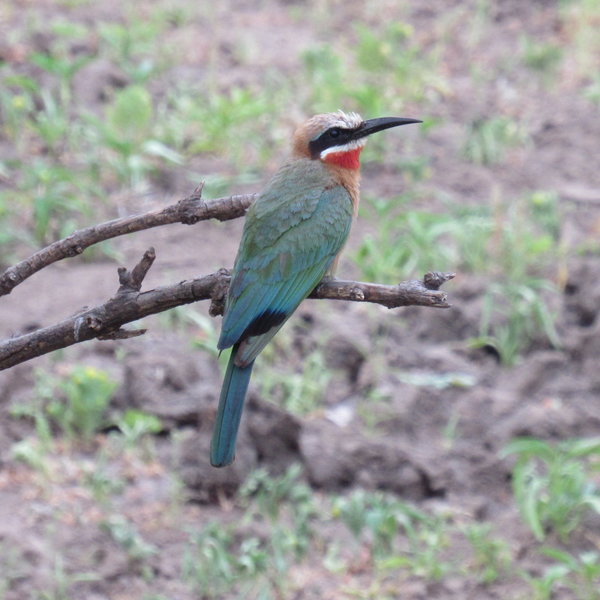 Siwandu