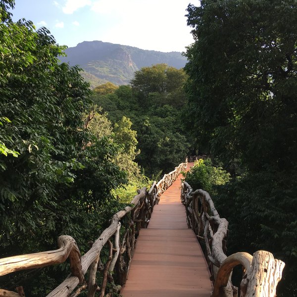 The eight tree tents are accessed by raised walkways...