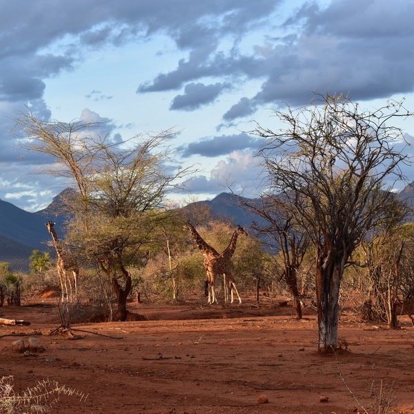Join knowledgable local guides to discover the wildlife of the Namunyak Conservancy...