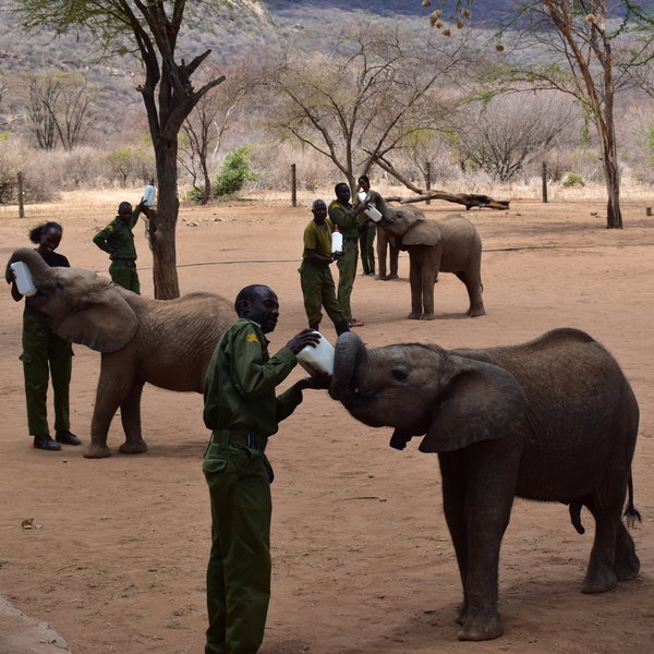 ... or pay a visit to Reteti Elephant Orphanage...