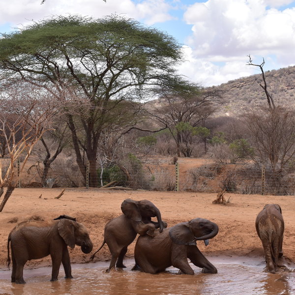 ... which takes in young orphaned elephants ...