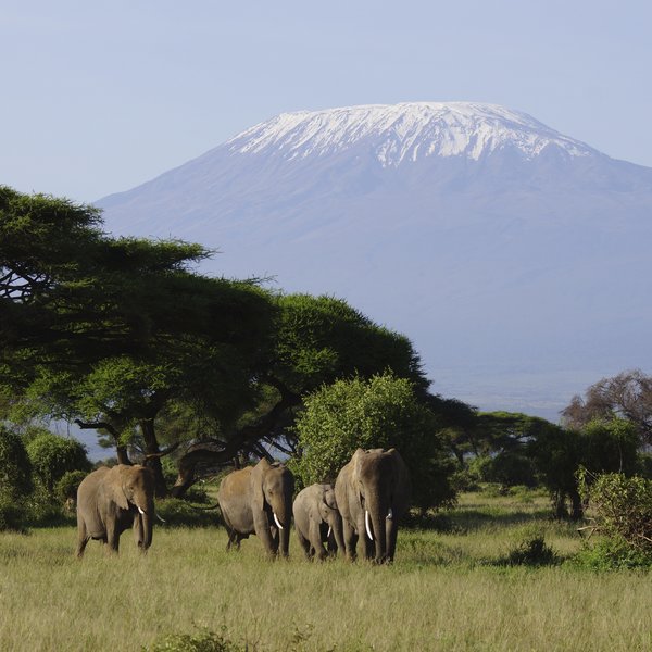 Tawi Lodge | Amboseli and the Chyulu Hills | Kenya | Expert Africa