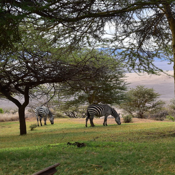 Kifaru House