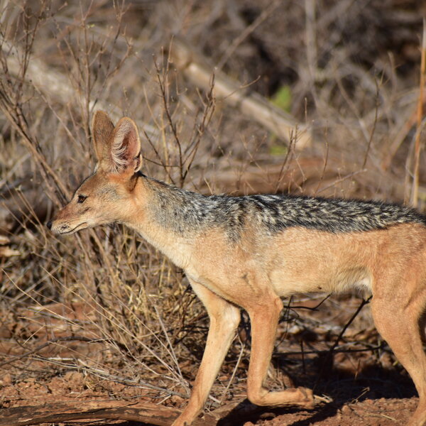 Silver-backed jackals are commonly seen...