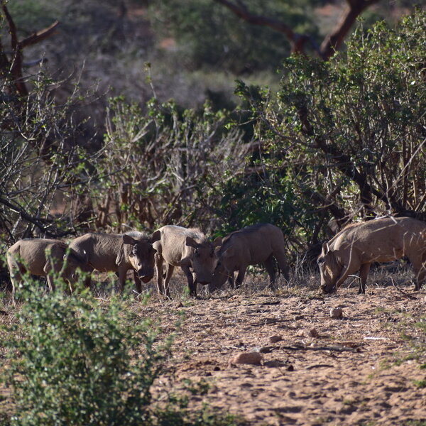 ... as are warthogs.