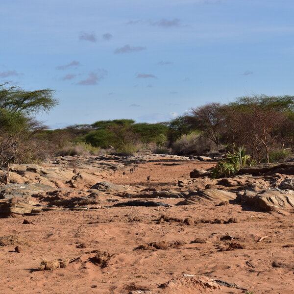 ... where if you are lucky you may see wild dog.