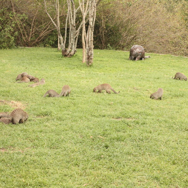 Sala's Camp