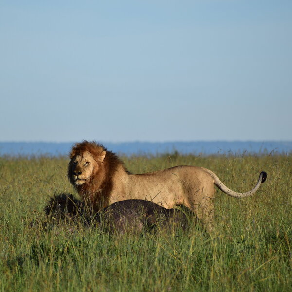 Mara Explorer Camp