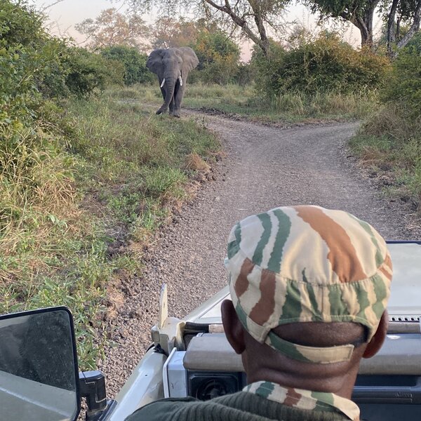 Lion Camp