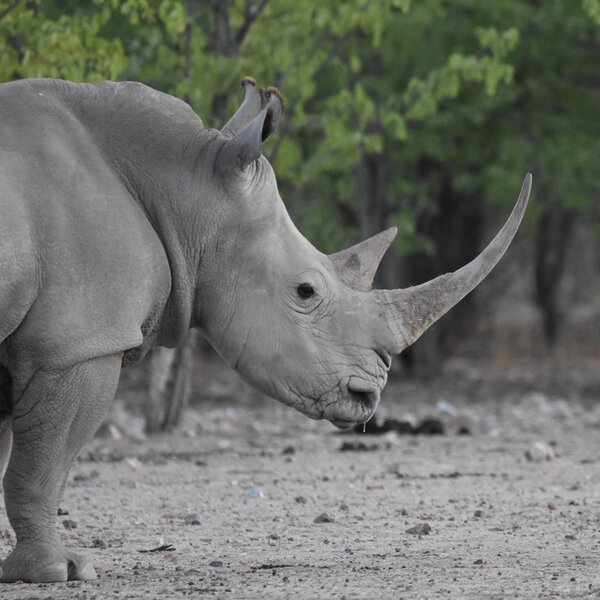 Andersson's at Ongava