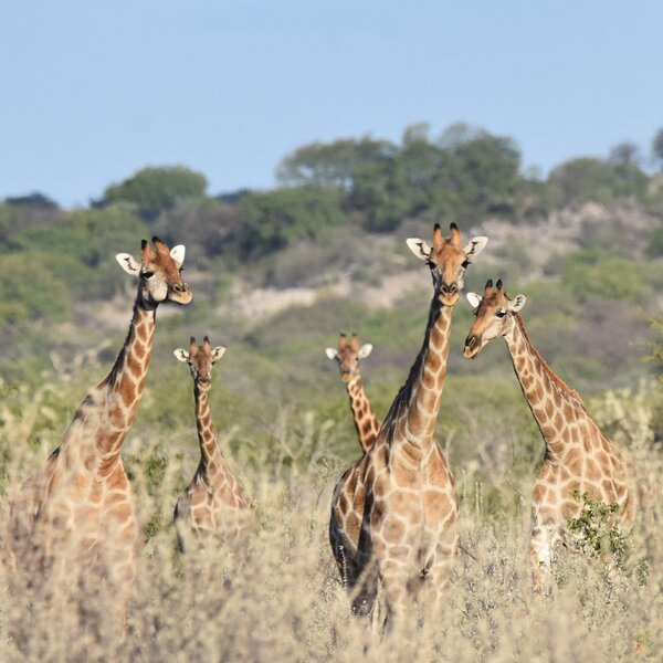 Andersson's at Ongava