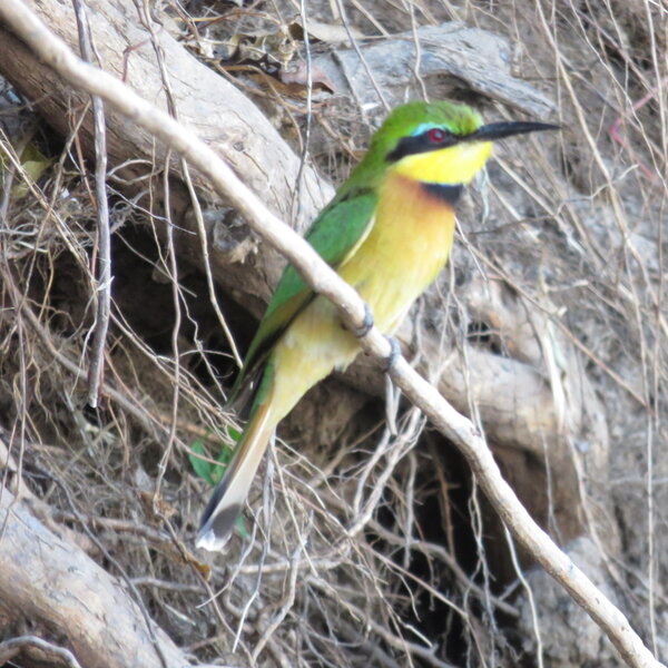 Mwamba Bushcamp