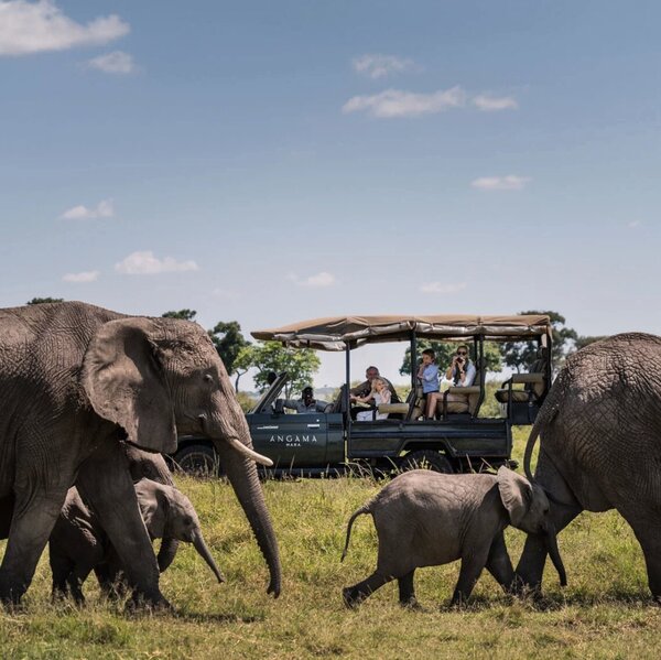 Angama Amboseli is well placed for excellent elephant sightings.