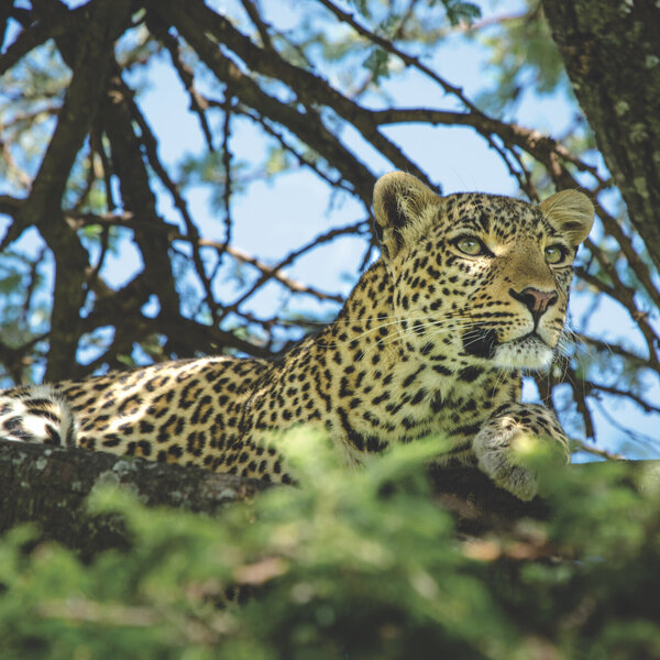 Mara Expedition Camp