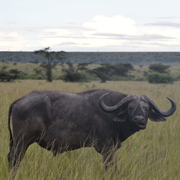 Mara Plains Camp