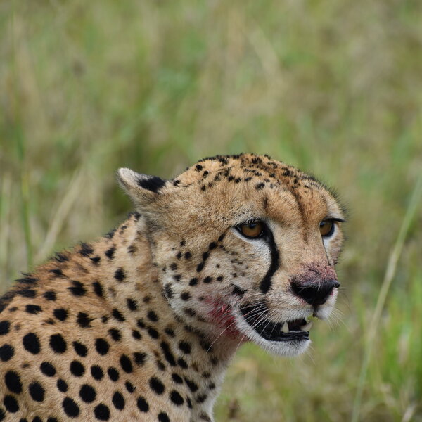 Mara Plains Camp
