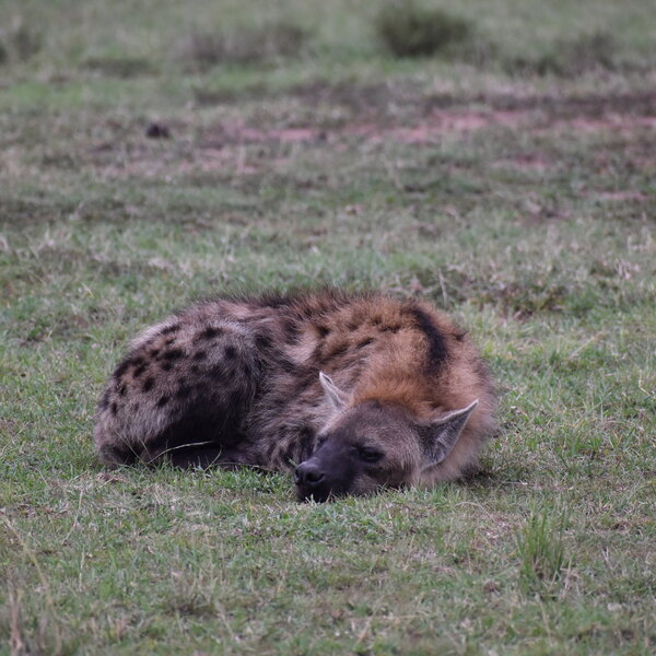 Mara Plains Camp