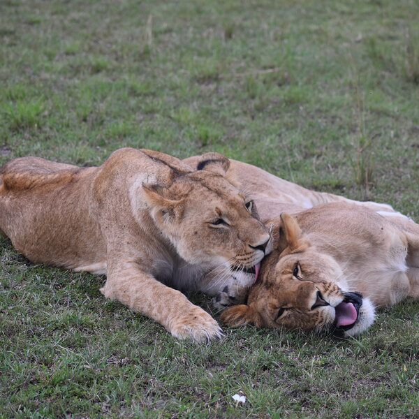 Mara Plains Camp