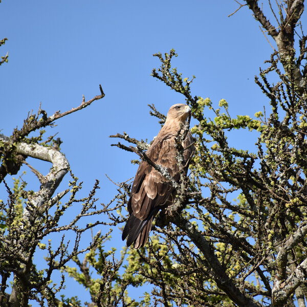 Eagle