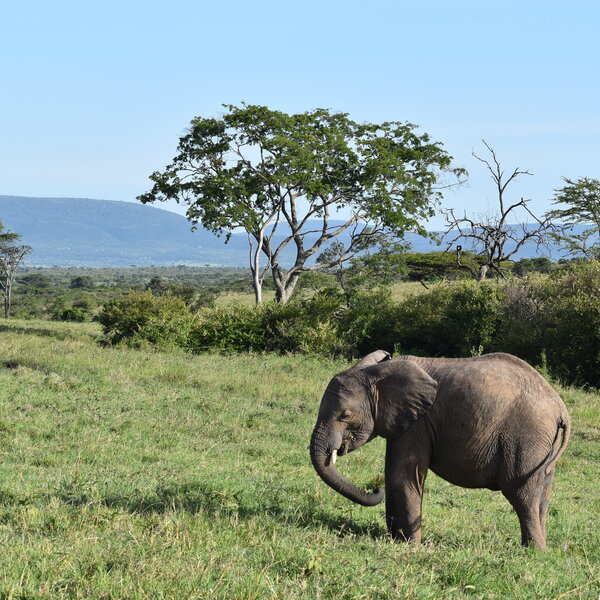 Elephant